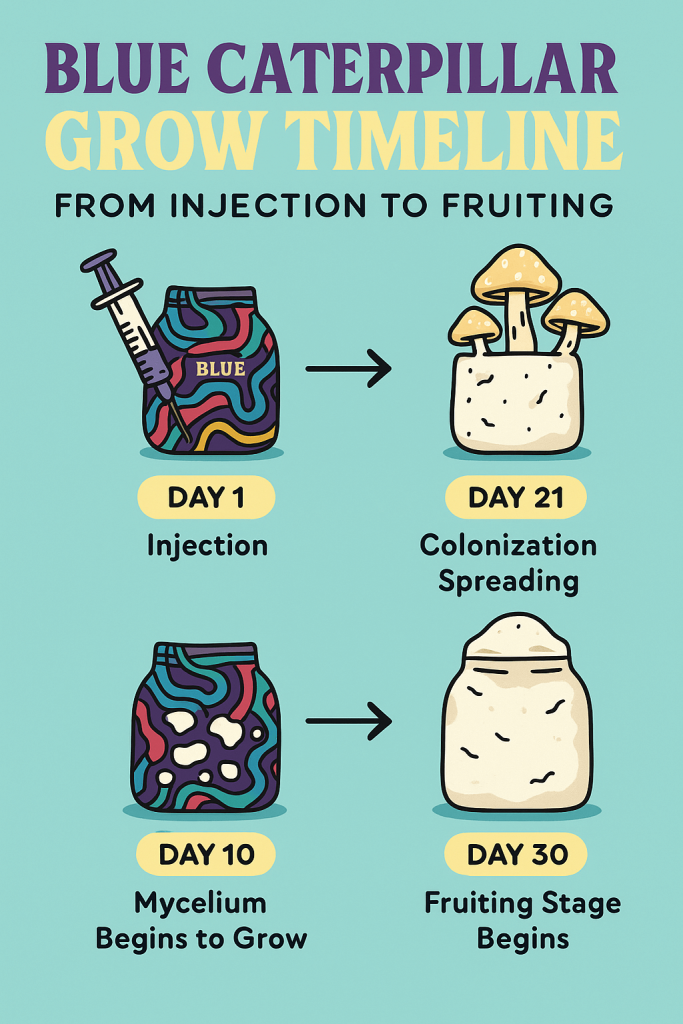 Blue Caterpillar All-in-One Grow Bag mushroom growth timeline showing inoculation, mycelium colonization, and fruiting stages.