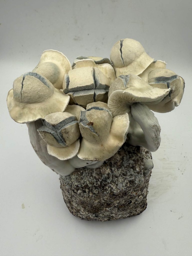 Fully fruited Blue Caterpillar All-in-One Grow Bag showing mature mushrooms ready for harvest.