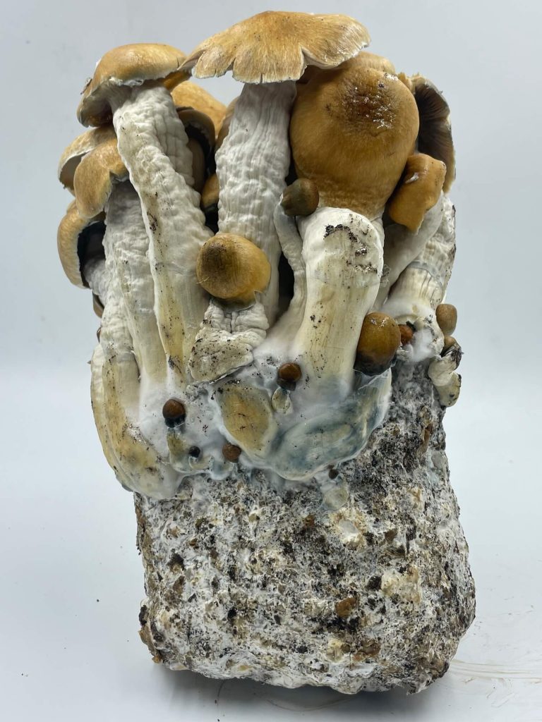 Blue Caterpillar All-in-One Mushroom Grow Bag showing mushrooms growing from the substrate during fruiting stage.